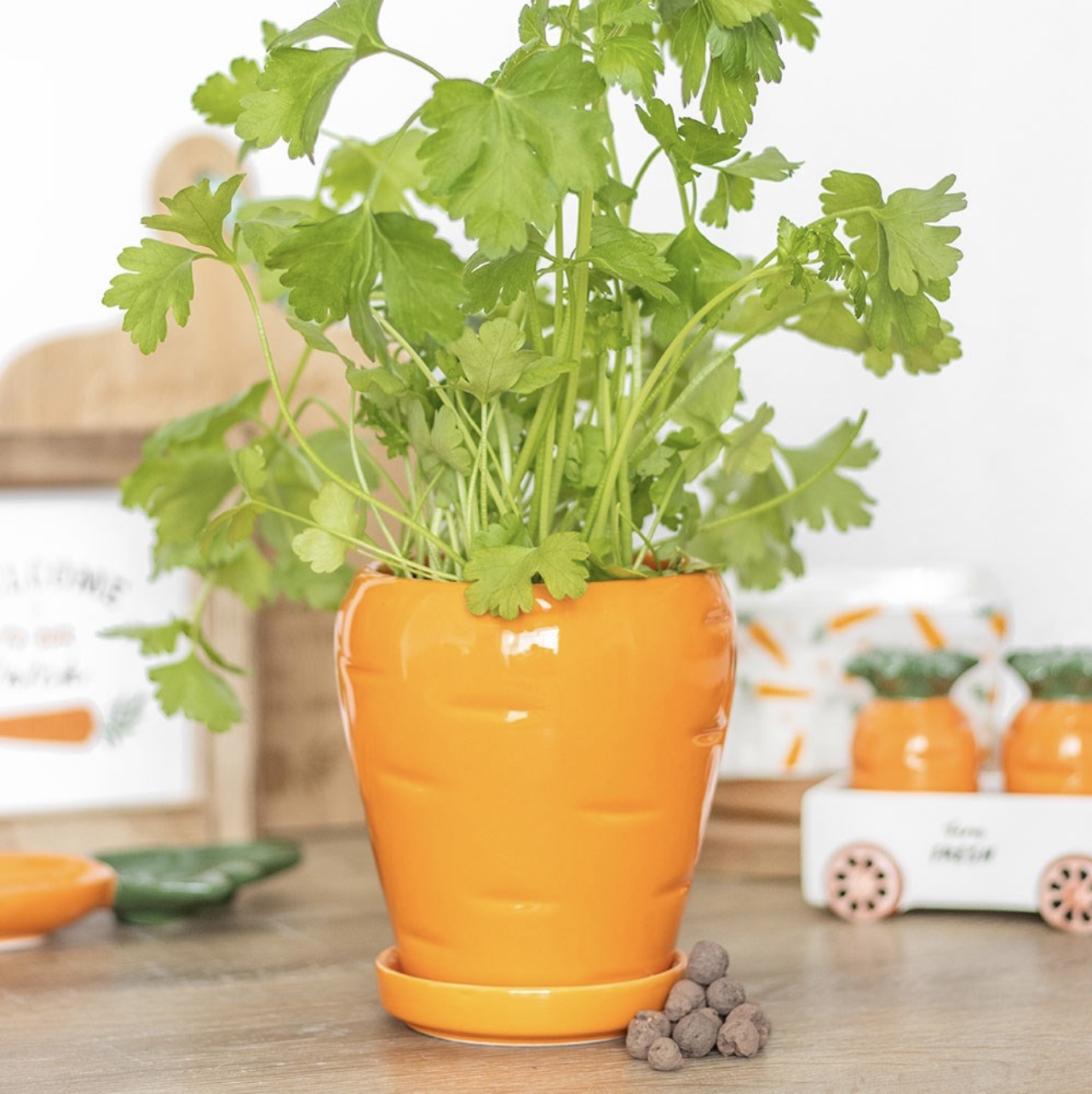 Carrot Plant Pot & Seed